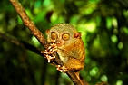 Nártoun filipínský – Tarsius syrichta, ohrožený živočich, ostrov Bohol