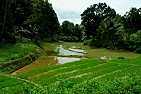 rýžové pola, ostrov Bohol