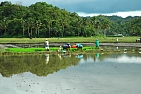 práce na rýžovém poli, ostrov Bohol