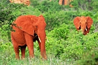 sloni zbarveni červenou hlínou