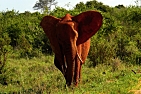 slon demostruje svou velikost