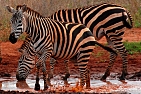 Zebra stepní