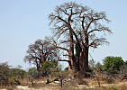 Ostrůvek s baobaby uprostřed delty