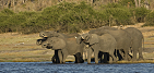 Sloni na řece Chobe