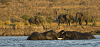 Sloni na řece Chobe