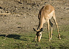 Impala na břehu Chobe