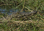 Trpělivý krokodýl-NP Chobe
