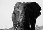 Ještě jednou slon-NP Chobe