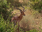 Antilopa