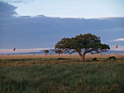 Serengeti