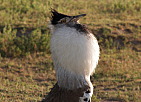 Pták ješita - Ngorongoro