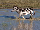 Zebra - Ngorongoro