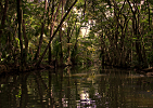 Dominica-Do pralesa po Indian River