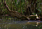 Dominica-Břehy Indian River