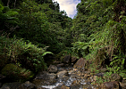 Dominica-Potok v džungli