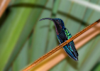 Dominica-Kolibřík v Sunset Bay