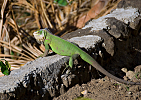 Dominica-Leguán zelený