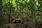 Ztraceni ve Waipio Valley